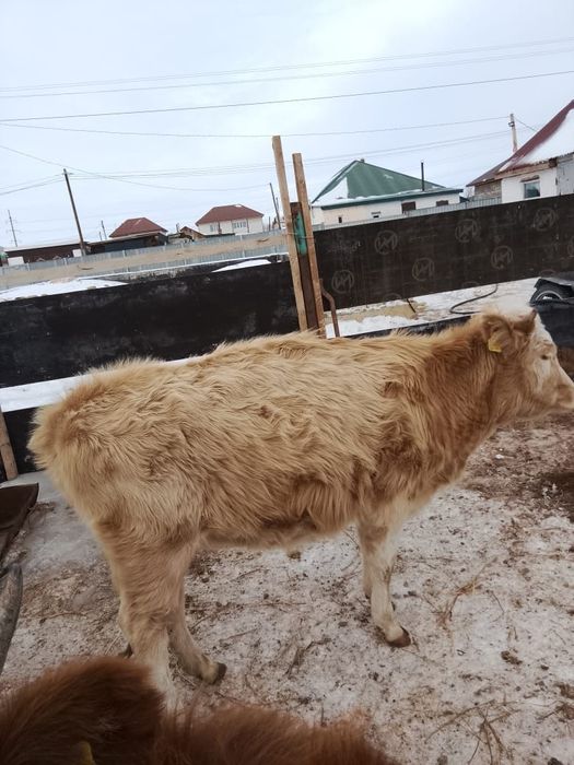 Продам тёлочку за 370тыс