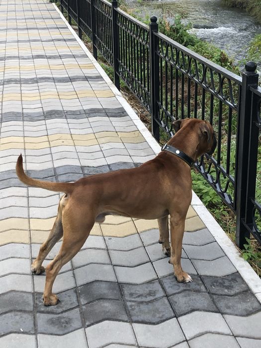 Боксер для вязки