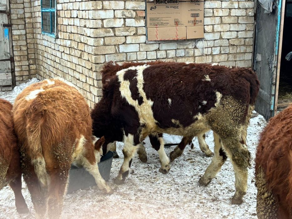 Подсос еркек бұзаулар сатылады