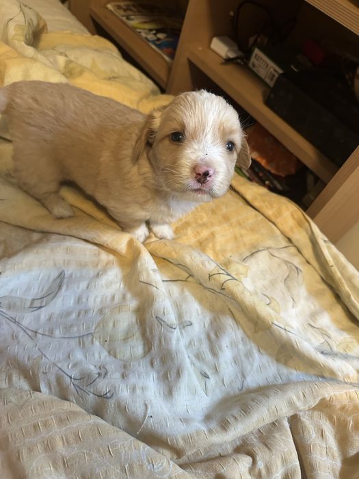 Puiuti metis spre adoptie