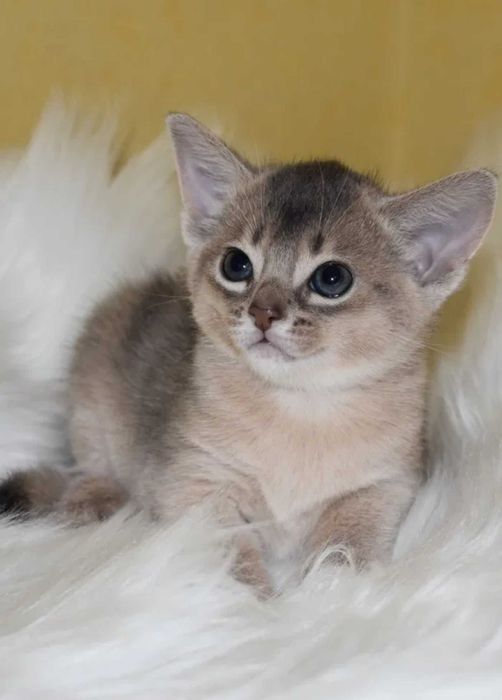 Абиссинчики апельсинчики