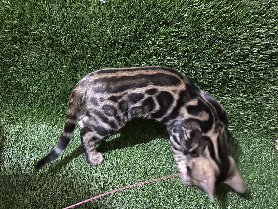 Бенгласкый котят