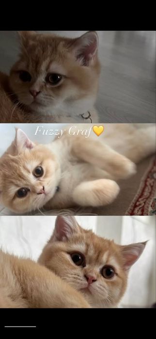 Skotish fold va skotish straid para