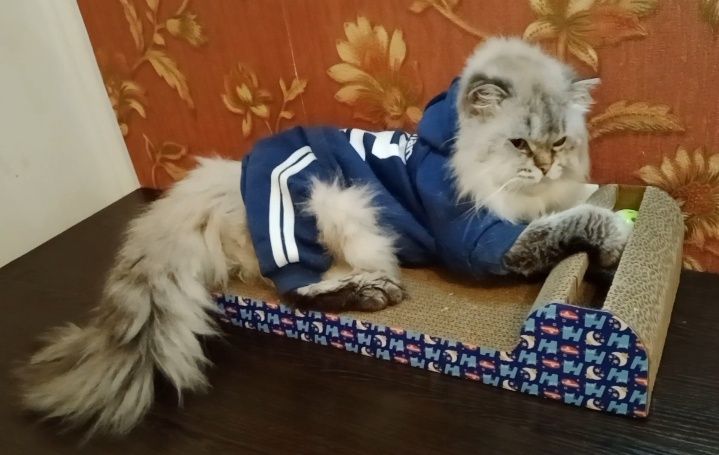 Скидка. Роскошный Скоттиш Страйт Хайленд поинт вязка