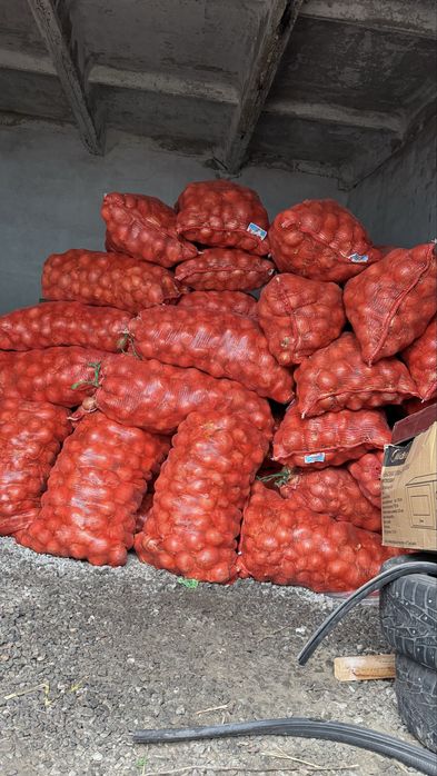 Продам лук! Недорого