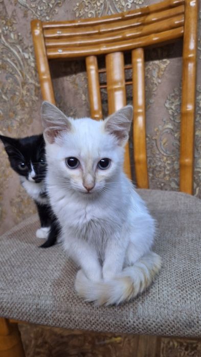 Отдам даром двоих котят