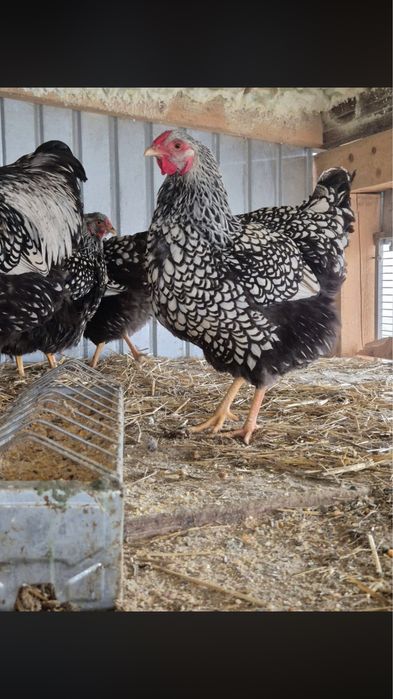 Wyandotte argiuntiu oua de incubat