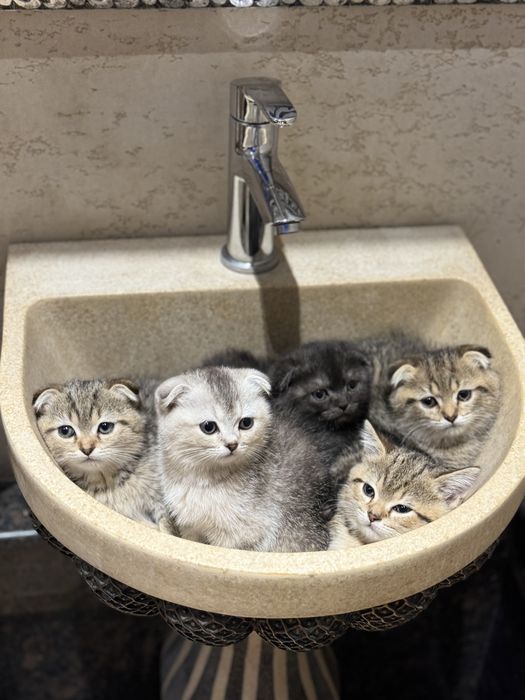 Xonanda Alsou bilan onlayn jinsiy aloqa