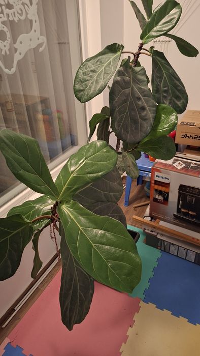 Фикус (Ficus elastica); Фикус "Лирата