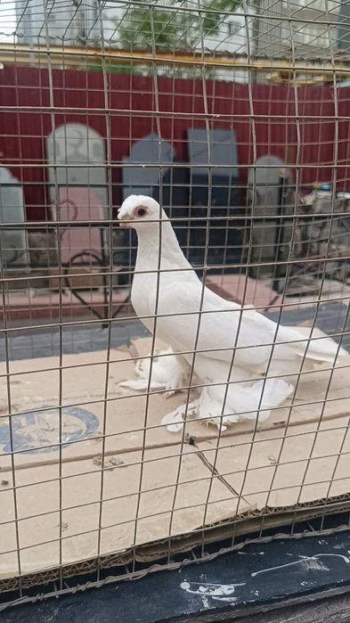 Голуби белый самец