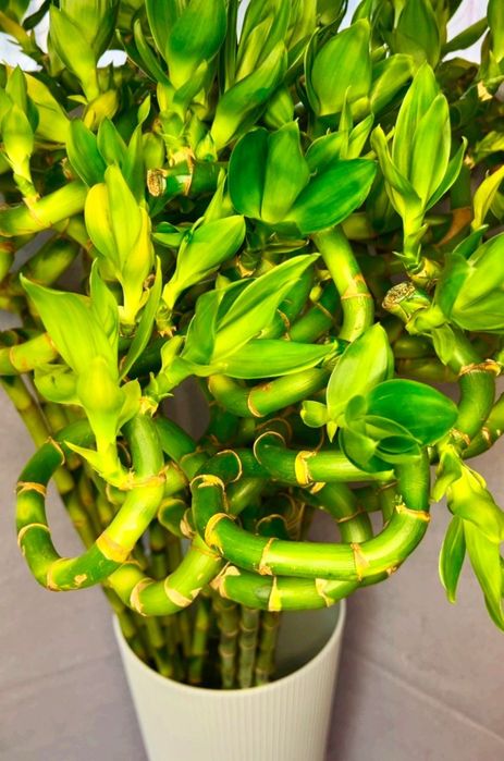 Бамбук лаки спираль