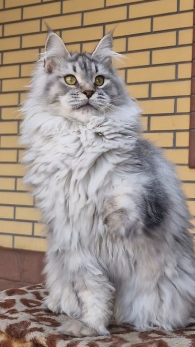 Мейн-кун девочка