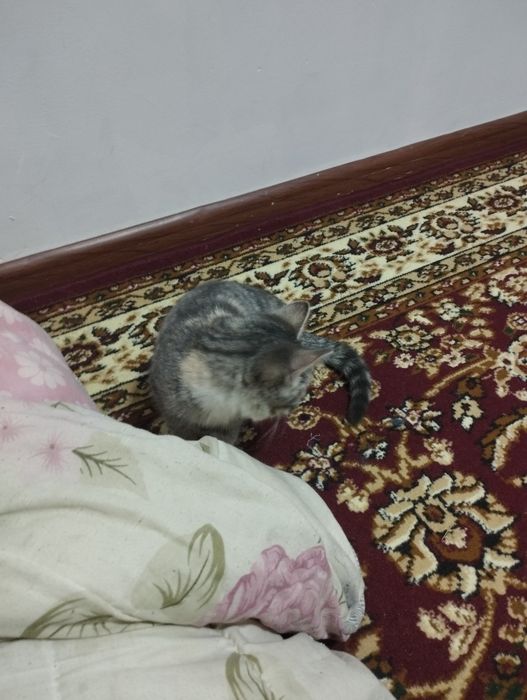 Mushuk 4 oyli sotiladi