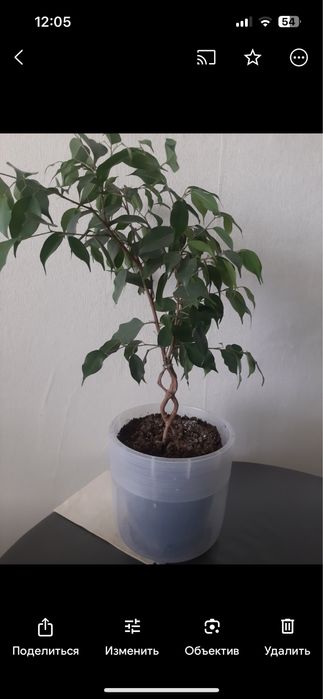 Комнатные цветы