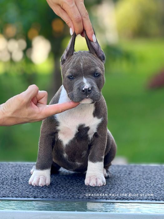 Amstaff rasă pură cu pedigree