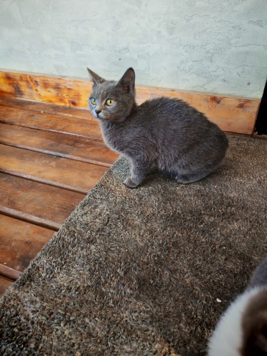 Отдам котят в хорошие руки