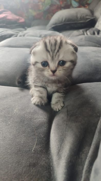 КотЯта ШотлаНдцы