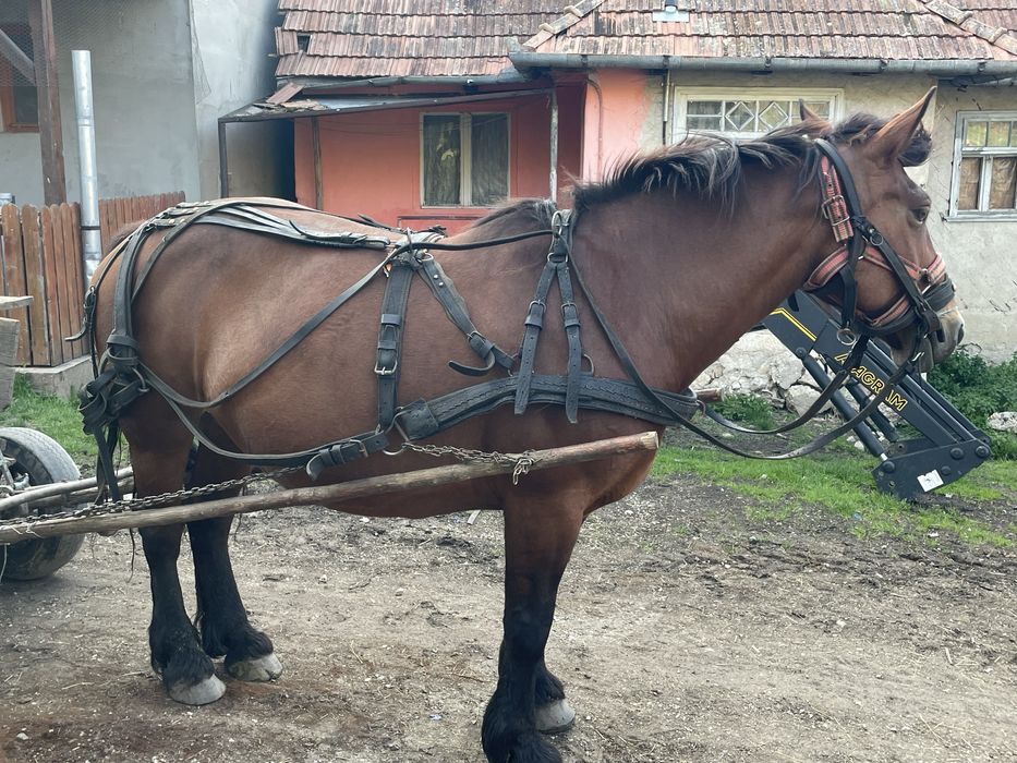 Iapa de vinzare