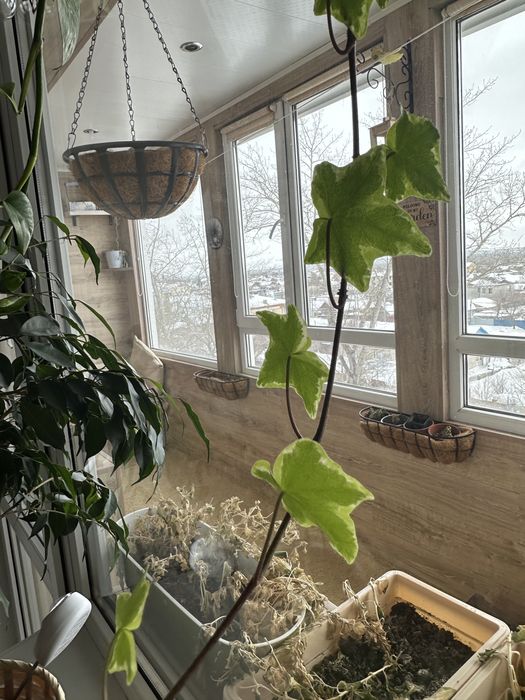 Комнатные цветы укоренившиеся