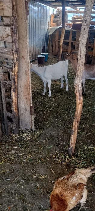 Vând iada de 6 luni