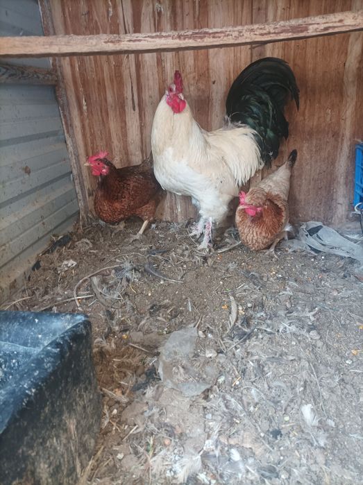 Xo'roz tovuqlar sotiladi xammasi tuxumda