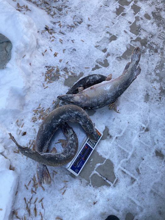 Рыба щука/шортан