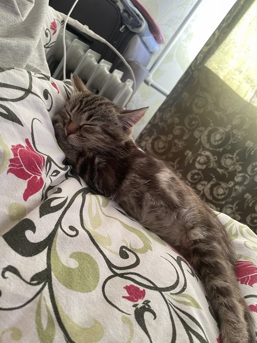 Отдам Кошка и котенок