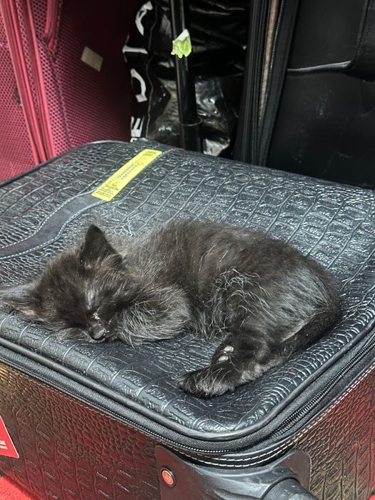 Котенка Метис сиамская