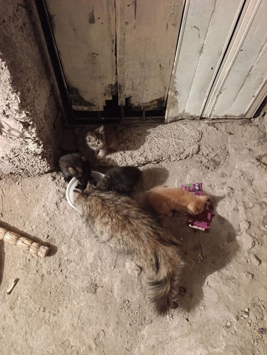 Отдам даром кошки