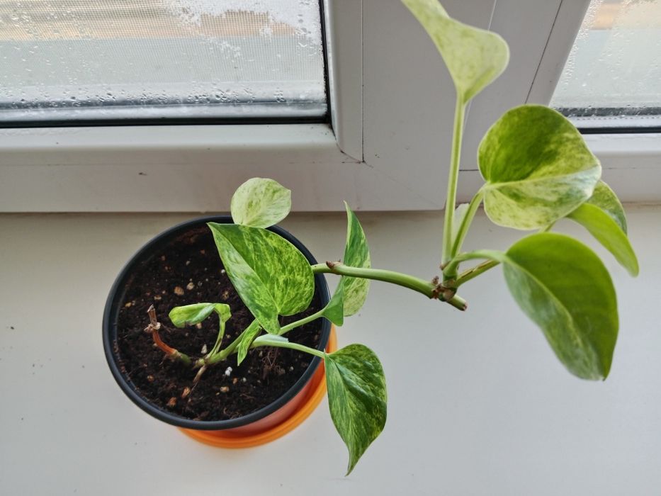 Растения  разные