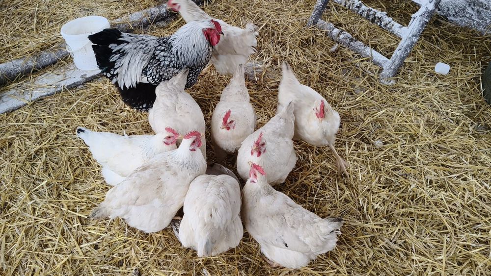 Mixt de ouă de la găinile din poze