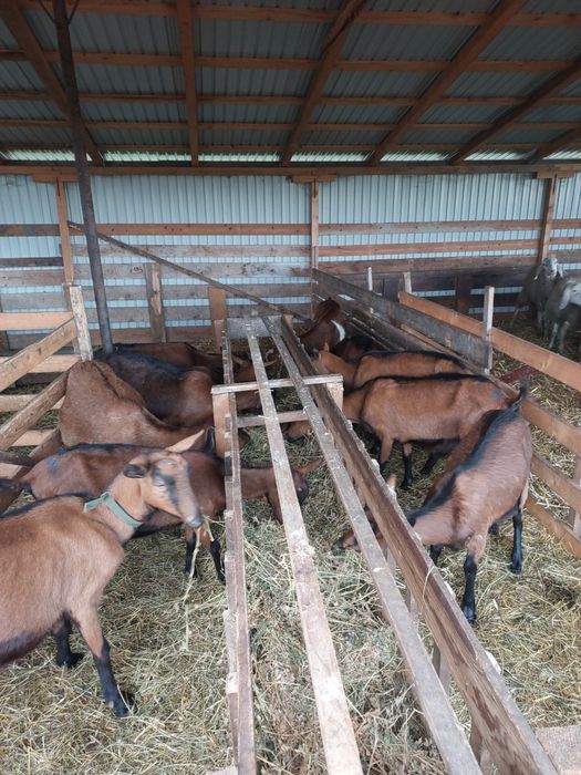 Vând capre alpine franceze gestante