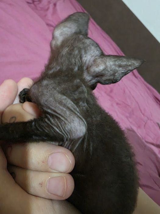 Готовы к брони донские сфинксы