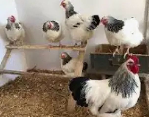 Gaini familii de rasa mare