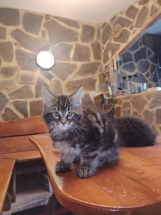 Мейн кун, Мейн куун, мъжки и женски котенца.