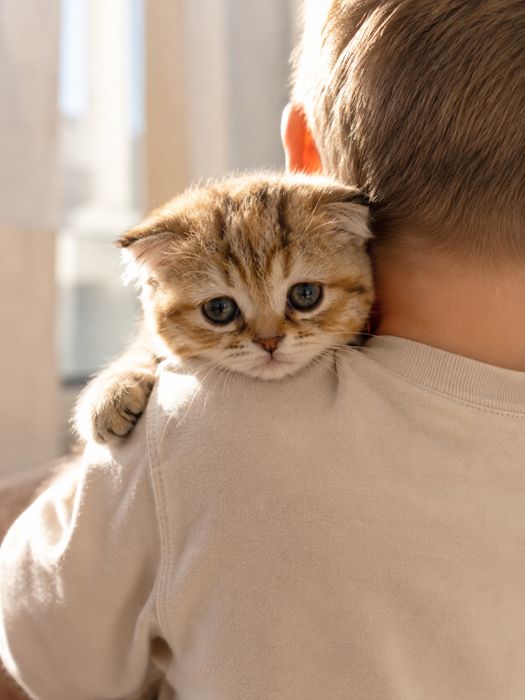 Вислоухая шотландка ждет тебя.