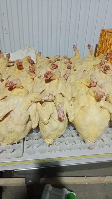 Куры домашние бройлерные курица