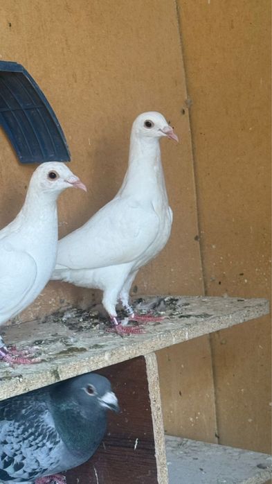 Спортивные голуби