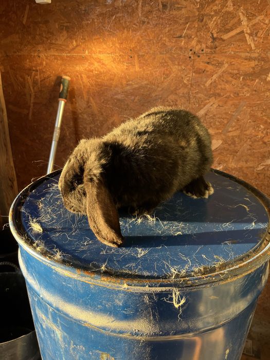 Iepuri berbec german