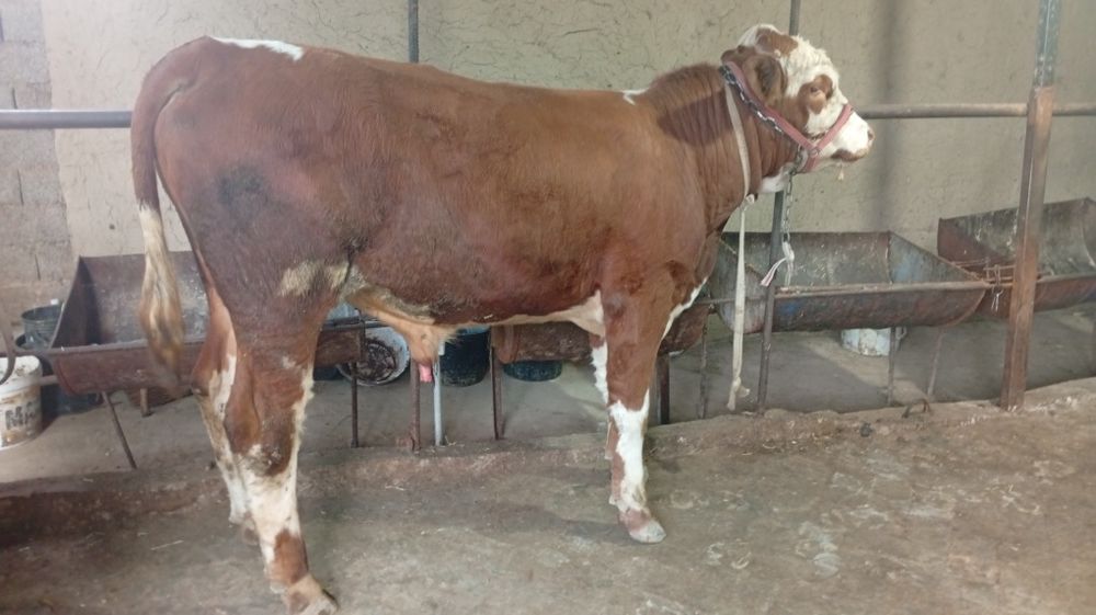 Simmental buqacha sotiladi