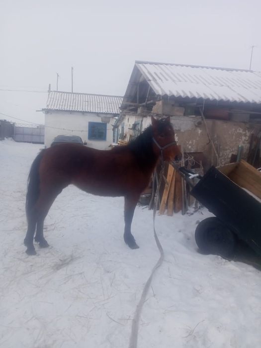 Продам кобылу