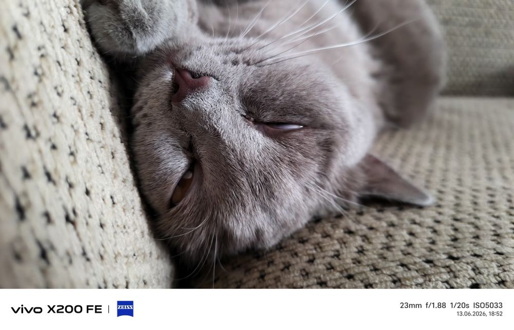 Кошка домашний британка