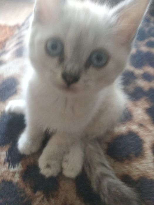 Милые ,умные котята в добрые руки.