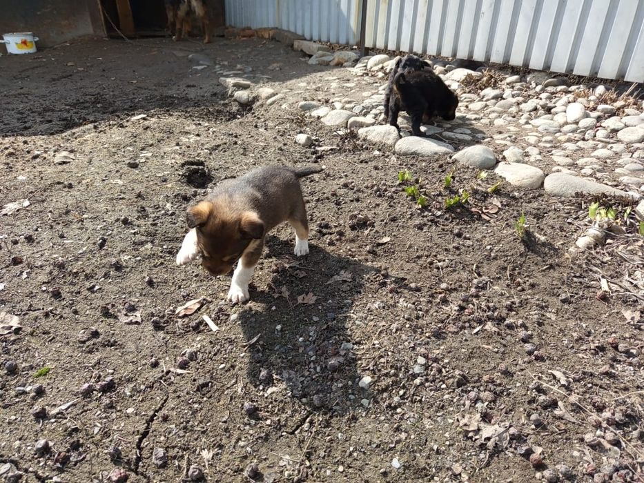 Щенки звонки в добрые руки!