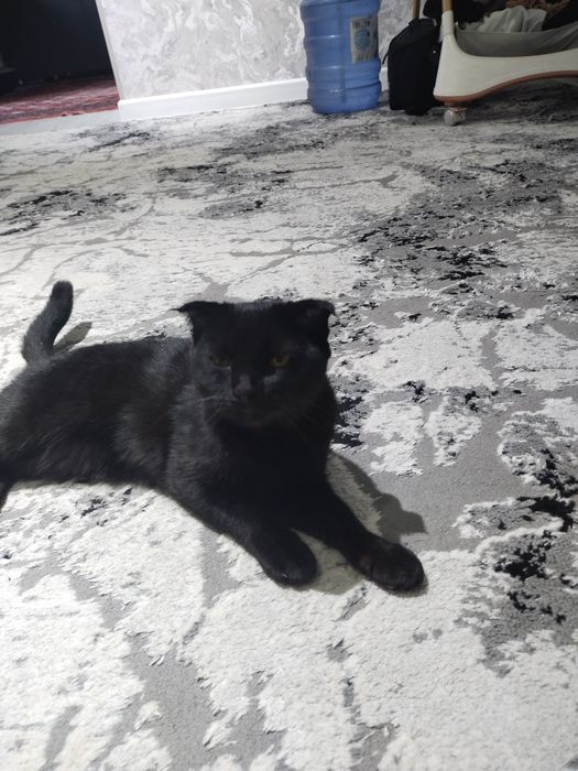 Кора вислоухий Киз пишик сотилади