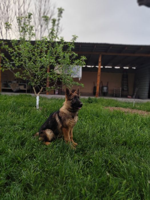 Продается немецкая овчарка