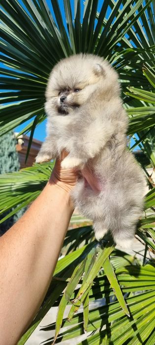 Померан померанче