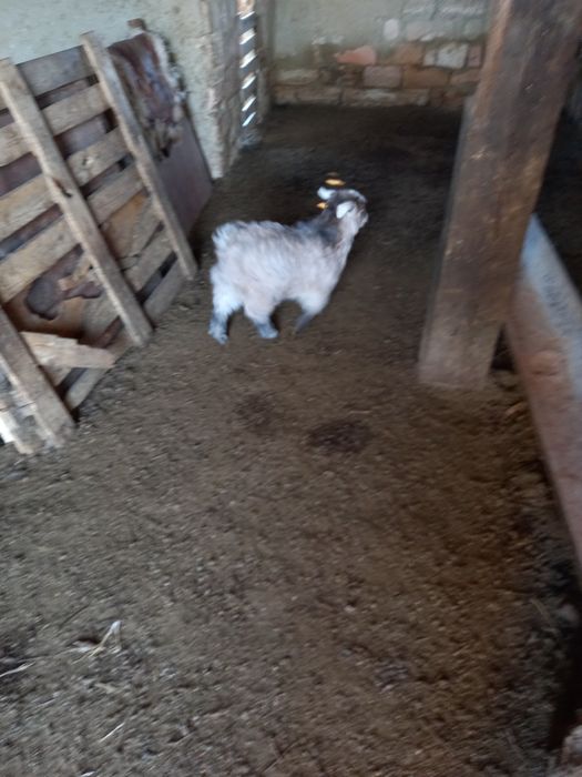 Қозы, лақтар сатылады.