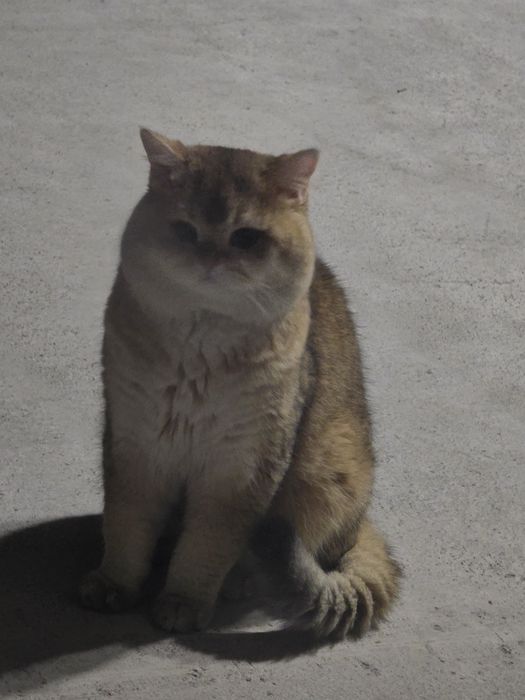 Вязка супер кот скоттиш страйт