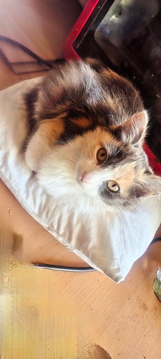 Продам котят ухоженные,